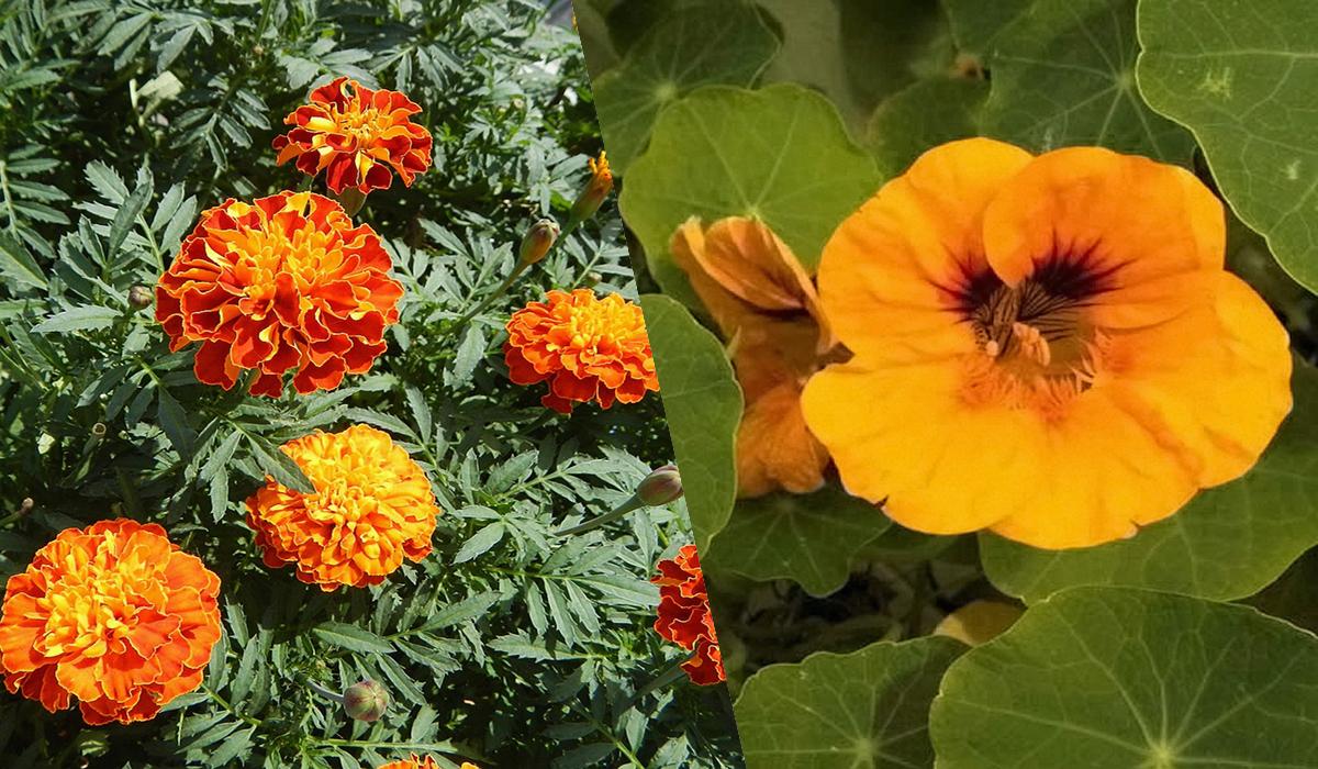 Зберете 2 кг перцю з однієї посадки: що потрібно посіяти поруч