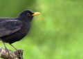 Чому ваш сад може привабити чорного дрозда: яку користь несе птах