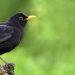 Чому ваш сад може привабити чорного дрозда: яку користь несе птах
