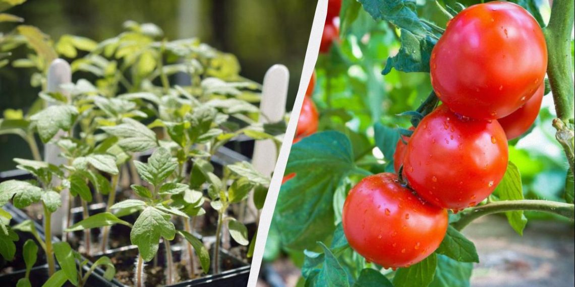 Томати удобрюють при посадці: по 2 ложки в лунку – і помідори ростуть як скажені