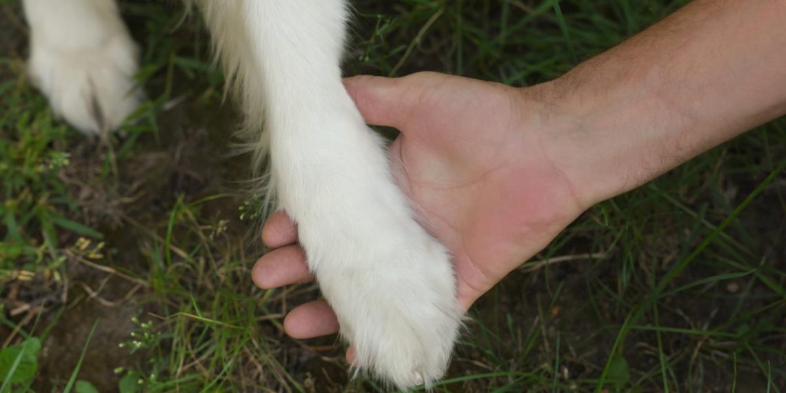Собаки почали жити з людьми набагато раніше, ніж вважалося: що з’ясували вчені