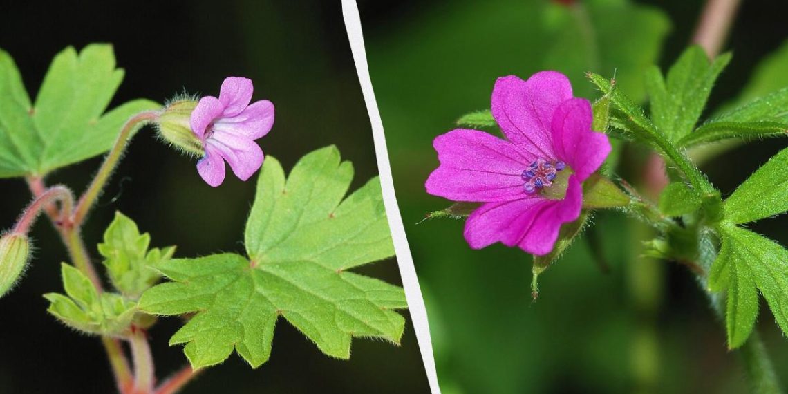 Герань зацвіте в два рази пишніше: як правильно обрізати квітку після зими