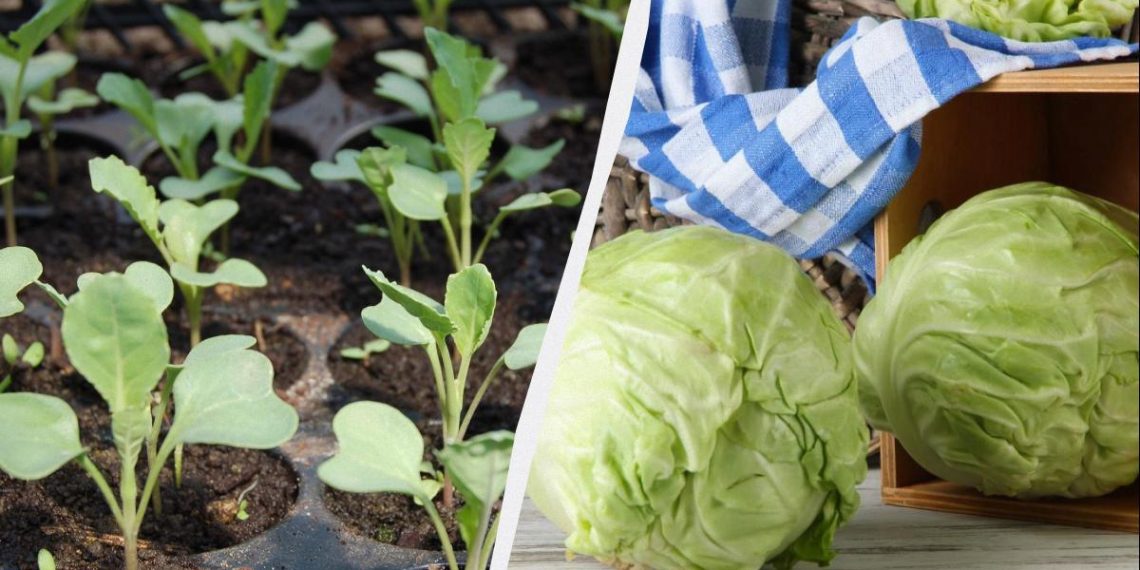 Садити розсаду капусти потрібно саме в ці дати: найврожайніші дні березня