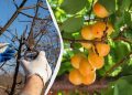 Урожай буде в п’ять разів більшим: ось що потрібно зробити з абрикосом до кінця березня
