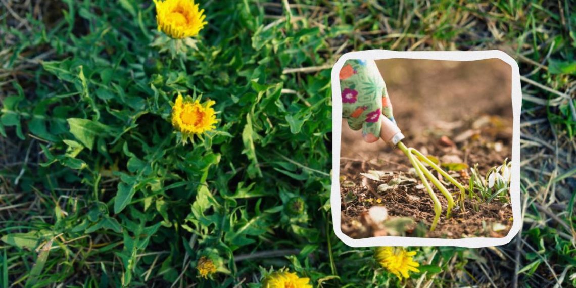 Бур’яни зникнуть за один день і більше не з’являться: чим їх потрібно полити