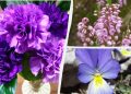Які квіти ідеально ростуть у горщиках і контейнерах: садівники назвали топ-8