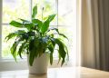 Квітнутиме цілий рік: як правильно пересадити спатифілум