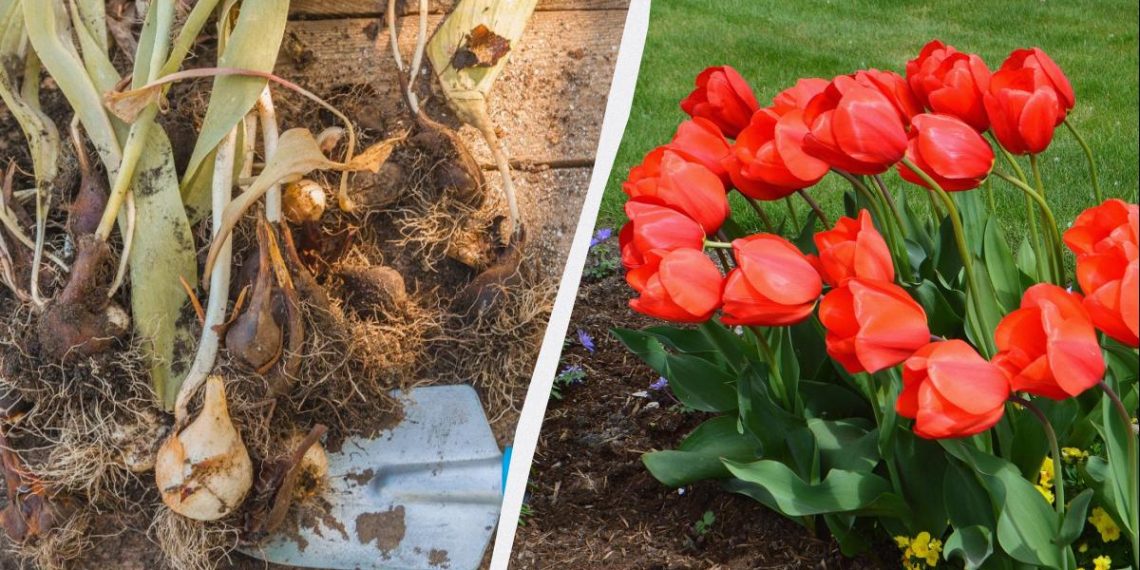 Вже час садити цибулини тюльпанів: яка велика перевага весняної посадки