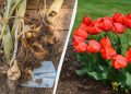 Вже час садити цибулини тюльпанів: яка велика перевага весняної посадки
