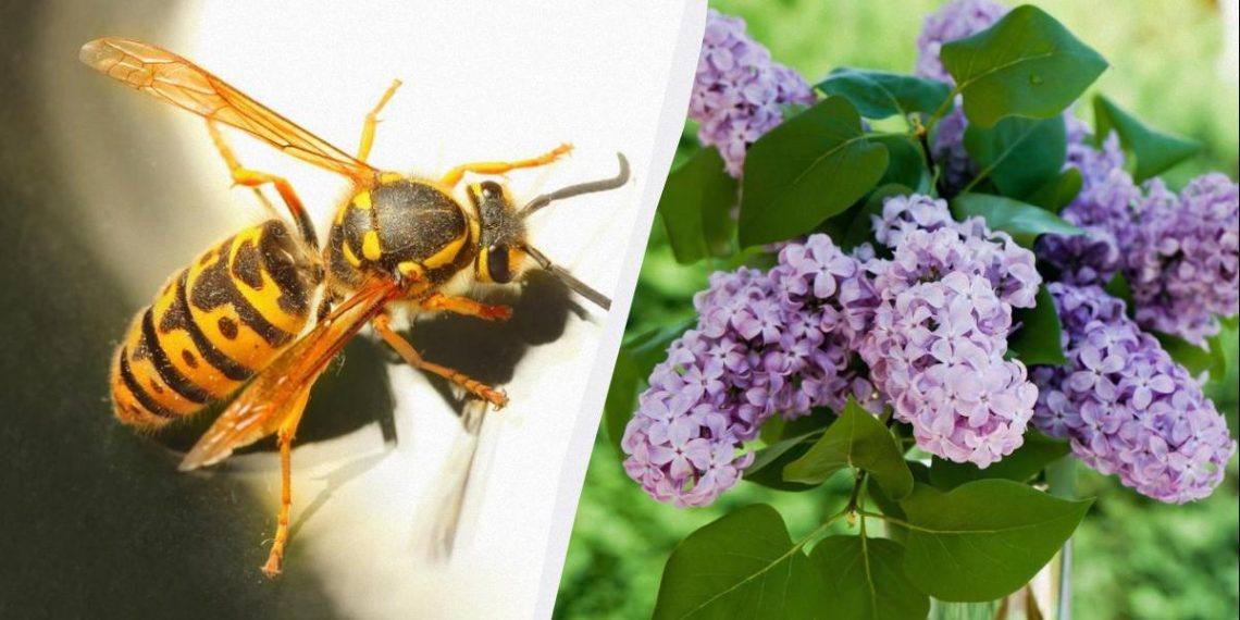 7 рослин приваблюють смертельно небезпечних шершнів: їх не можна садити біля будинку