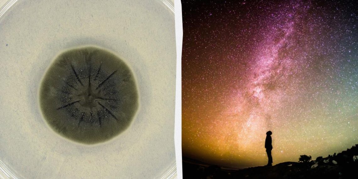 Чорна пліснява з Чорнобиля може врятувати людство від космічної радіації, – дослідження