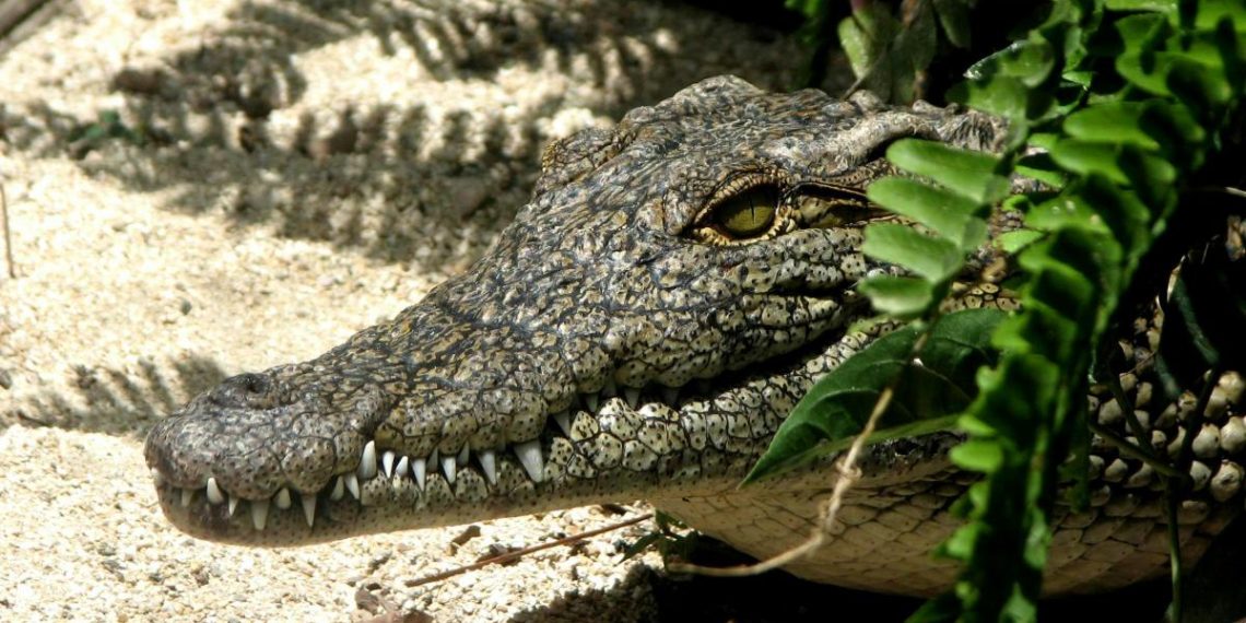 До 4,5 метра завдовжки: вчені виявили рештки крокодила, який полював на предків людей
