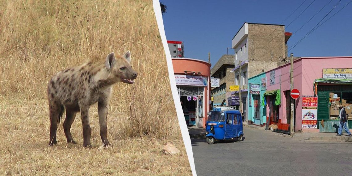 В Ефіопії хижаки бродять вулицями й економлять мешканцям $100 тисяч на рік: що вони роблять