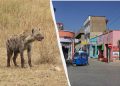 В Ефіопії хижаки бродять вулицями й економлять мешканцям $100 тисяч на рік: що вони роблять