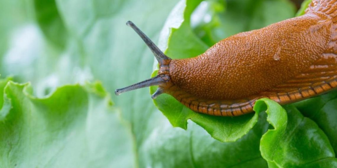 Слимаки нищили сад, поки в ньому не посадили одну квітку: що їх відлякало назавжди