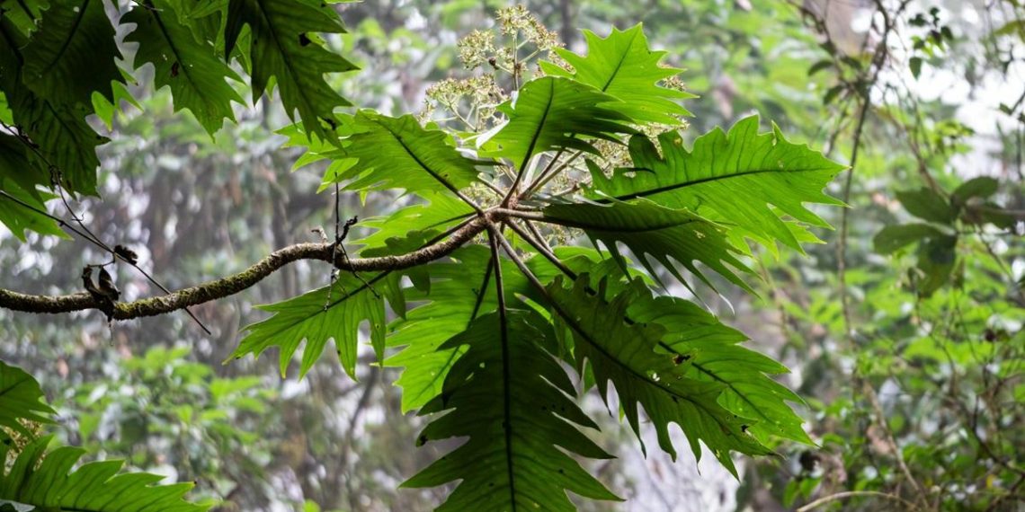 Тропічна “капсула часу”: у Китаї виявили унікальний ліс віком 300 мільйонів років