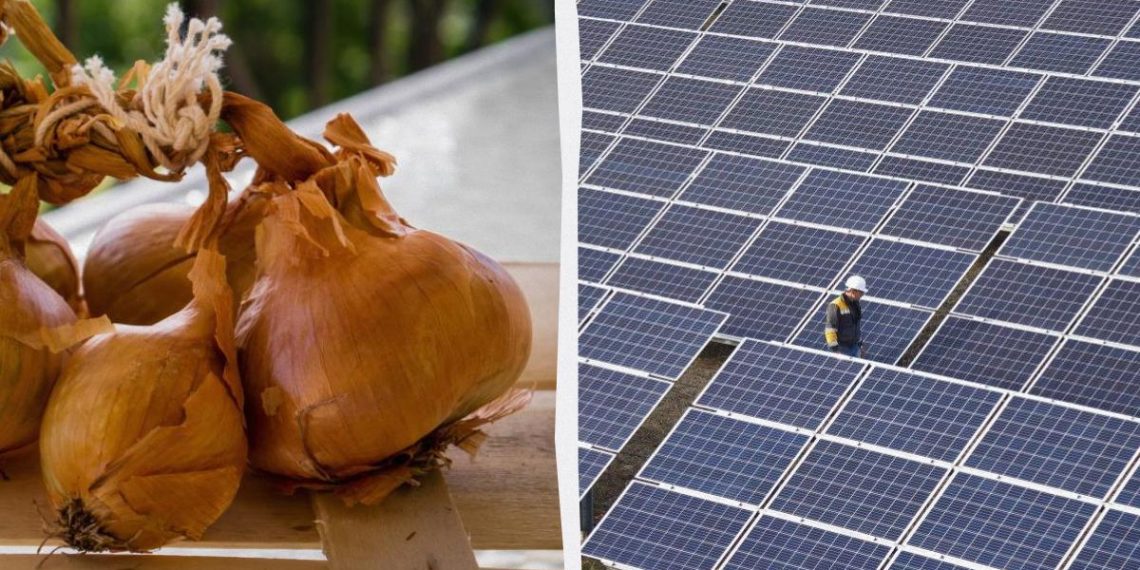 Лушпиння цибулі може захищати сонячні панелі: вчені зробили дивовижне відкриття