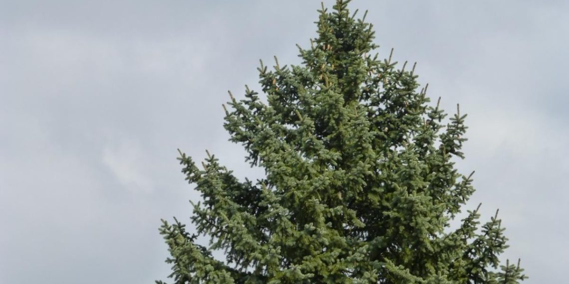 6 швидкозростаючих дерев, які ніколи не варто садити у своєму дворі