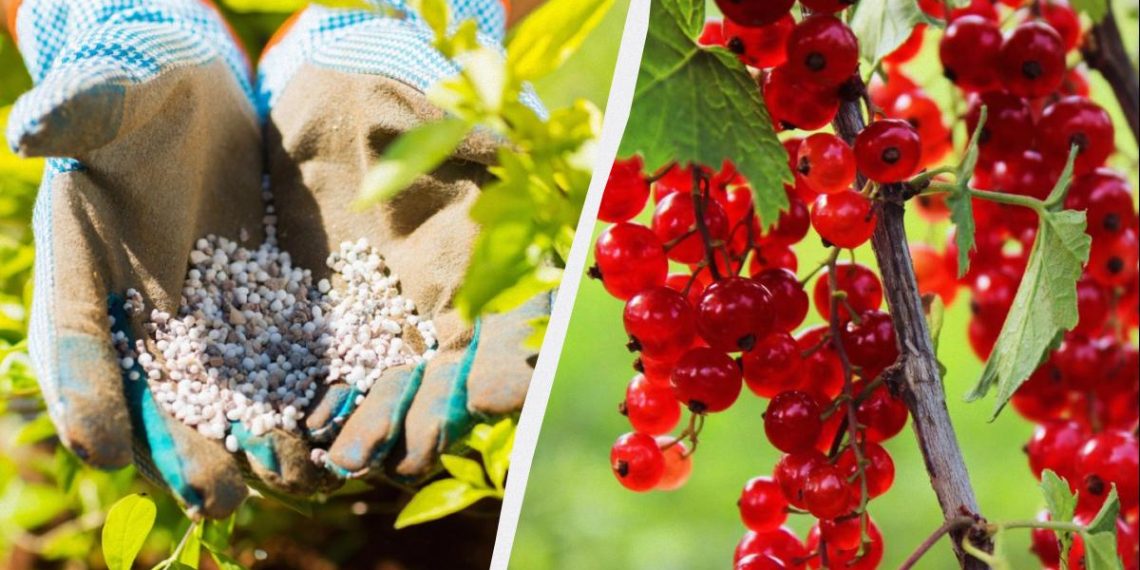 Смородину обов’язково потрібно підгодувати навесні: всього жменя добрива на кущ