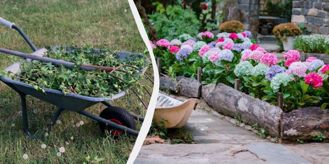 Щороку боролася з бур’янами, поки не посадила ці квіти: тепер не ростуть взагалі