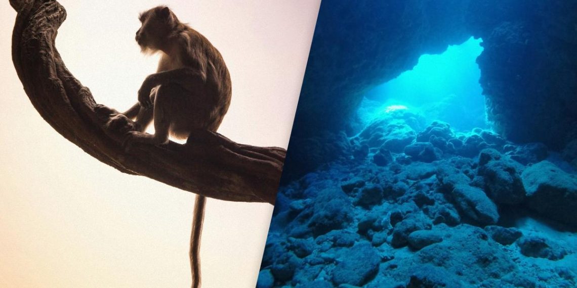 У підводній печері виявили величезну колекцію скам’янілостей вимерлих мавп