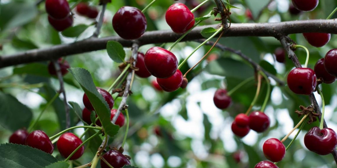 Як мати хороший врожай вишень: експерти розповіли, що люблять вишневі дерева
