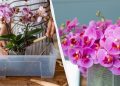 Буде квітнути цілий рік: як правильно пересаджувати та розмножувати орхідею