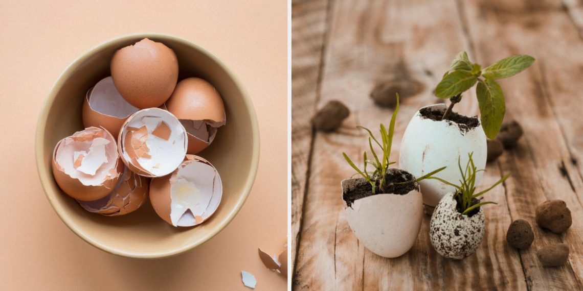 Як використовувати яєчну шкаралупу на дачі: 7 способів, про які багато хто не здогадується