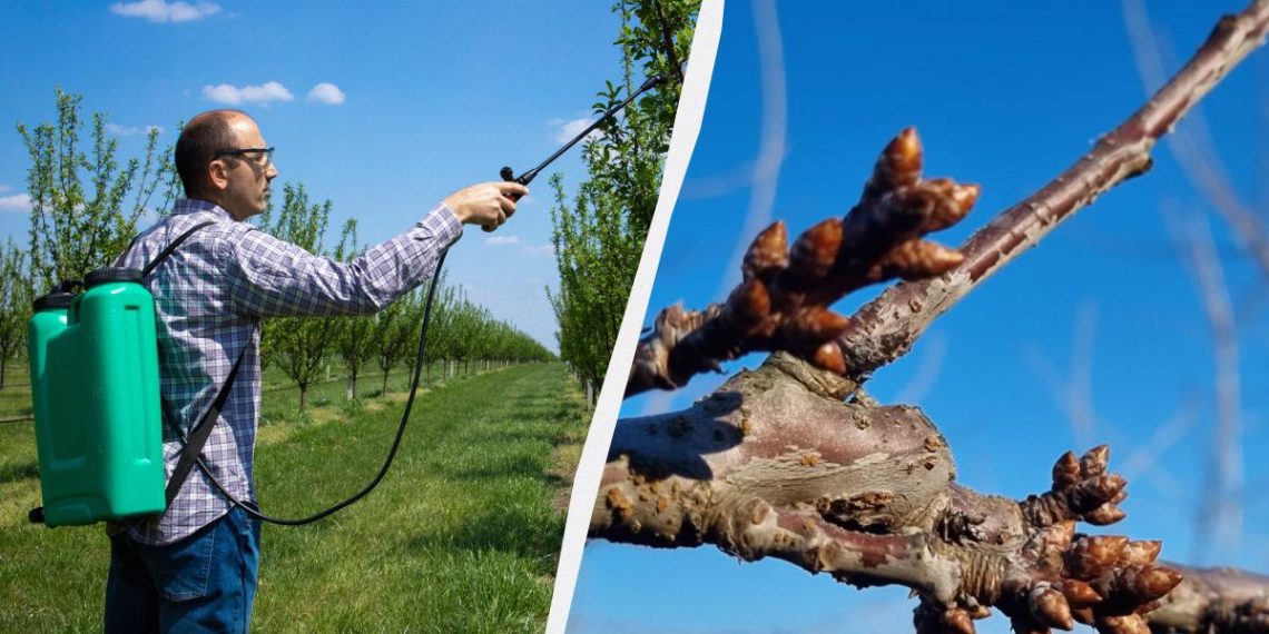 До кінця сезону про шкідників можна не турбуватися: чим обприскувати дерева вже зараз