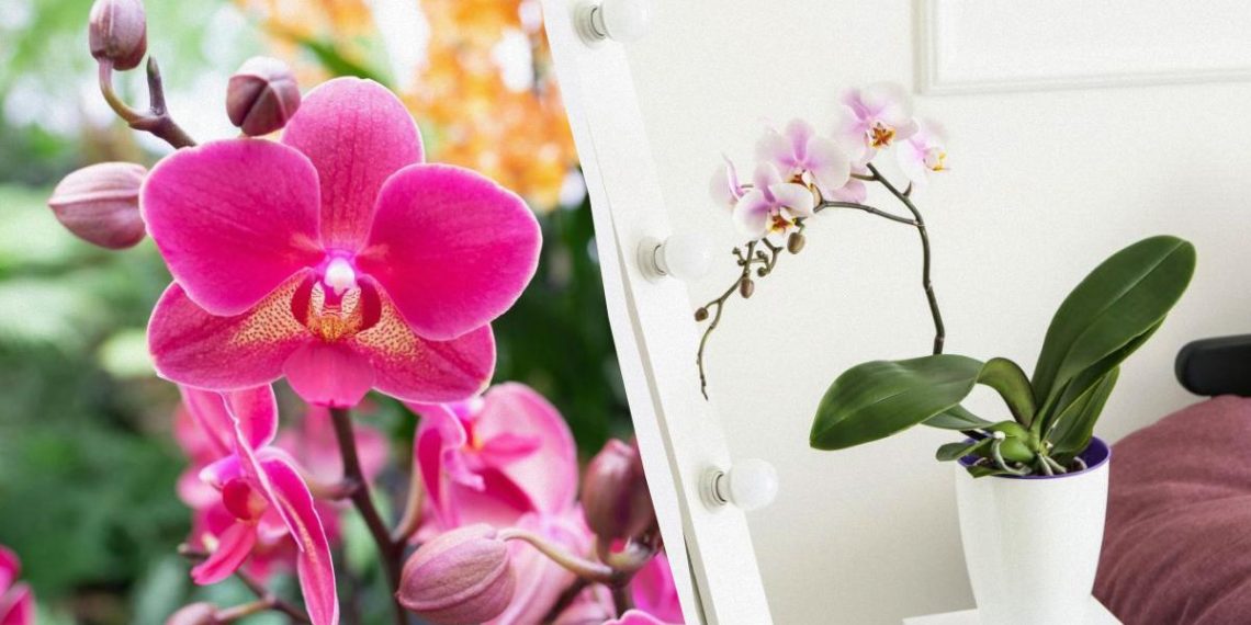 Як доглядати за орхідеєю у квітні – 5 обов’язкових кроків
