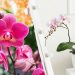 Як доглядати за орхідеєю у квітні – 5 обов’язкових кроків
