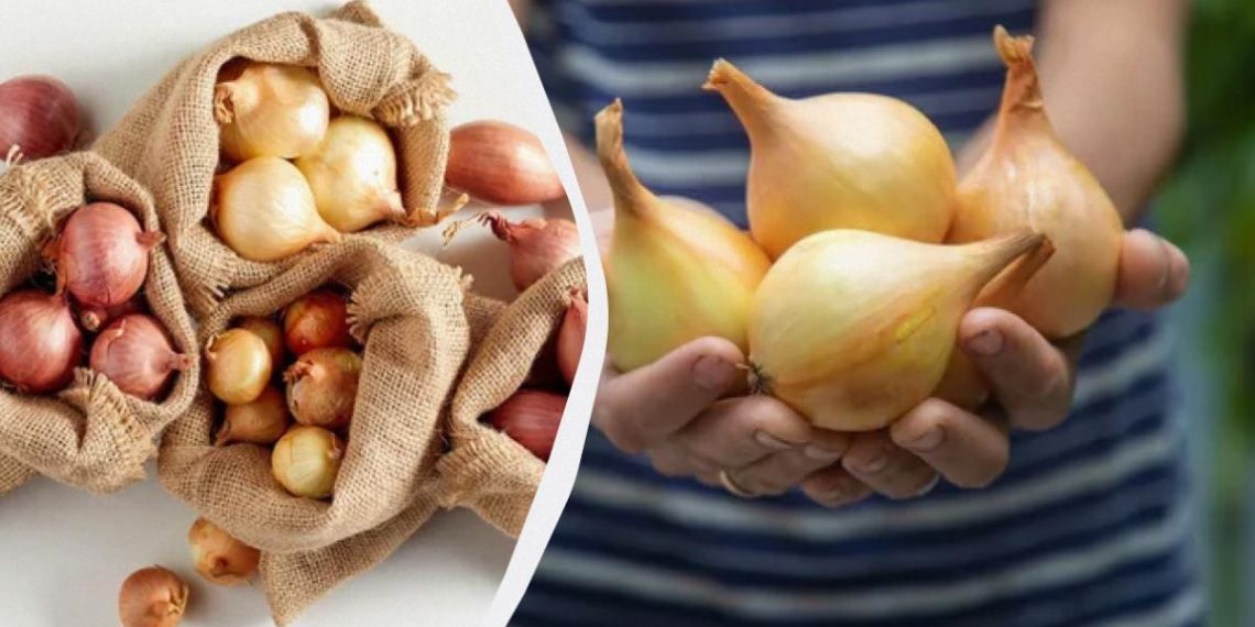8 сортів цибулі-сівка, які не стрілкуються: на що звертати увагу під час купівлі цибулин