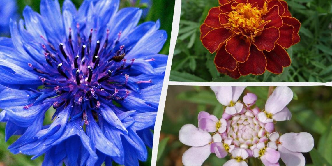 Навіть поливати не треба: найкрасивіші садові квіти, які не потребують постійного догляду
