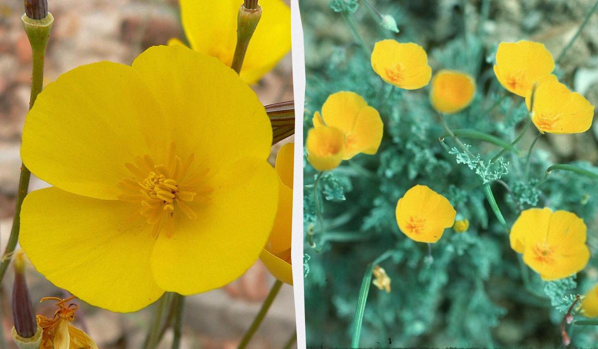 Чим засадити ділянку, щоб не доглядати за нею Чим засадити ділянку, щоб не доглядати за нею