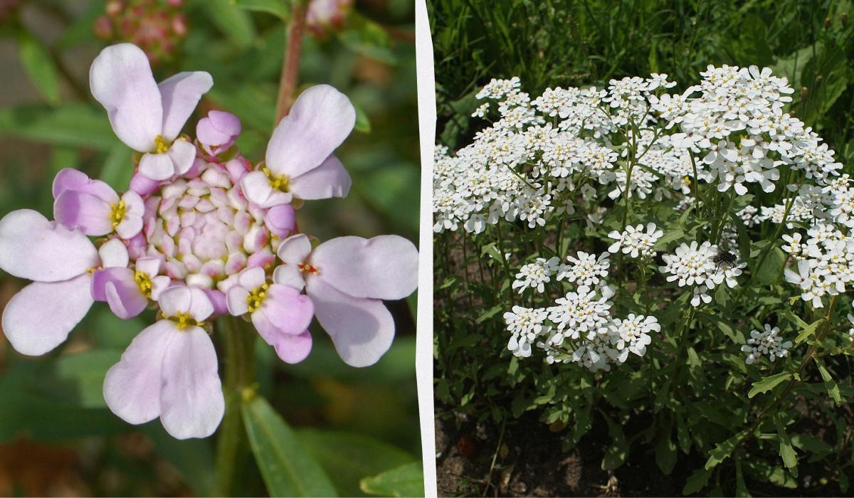 Чим засадити ділянку, щоб не доглядати за нею Чим засадити ділянку, щоб не доглядати за нею