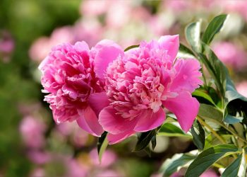 Півонії просто обожнюють це квітневе підживлення: влітку пишно цвітуть і не хворіють