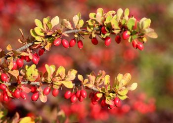 10 чагарників, які ніколи не слід садити на своєму подвір’ї
