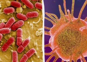 Бактерія віком 5000 років виявилася стійкою до сучасних антибіотиків: що це означає