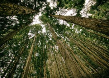 Лісові крони “світяться” електрикою: вчені підтвердили теорію столітньої давності