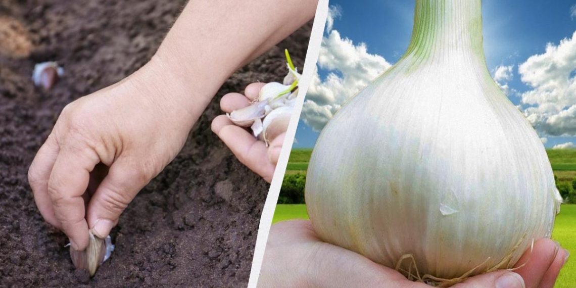 У ямку з часником додаю ложку добрива: головки виростають розміром з кулак