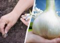 У ямку з часником додаю ложку добрива: головки виростають розміром з кулак