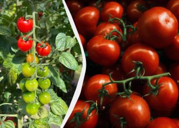 Ці 3 культури потрібно посадити поруч із помідорами: урожай буде в 5 разів більшим