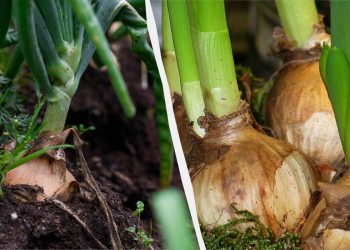 Одна помилка – і цибуля згниє: коли та як правильно садити її на головку у квітні