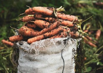 Коли сіяти моркву навесні, щоб зібрати врожай на всю зиму: найкращі дати 2026 року