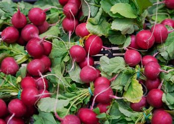Як уникнути помилок у вирощуванні редиски: головне встигнути спіймати холодну погоду