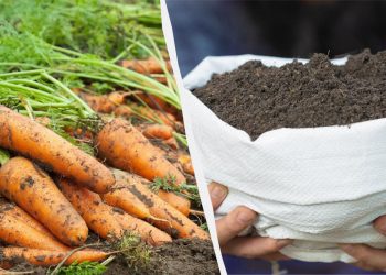 Одна добавка – і морква буде як у магазині: недорогі добрива для гарного врожаю