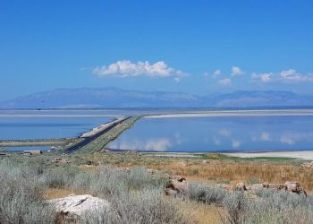 У надсолоному озері знайшли істоту, яка не мала б там вижити