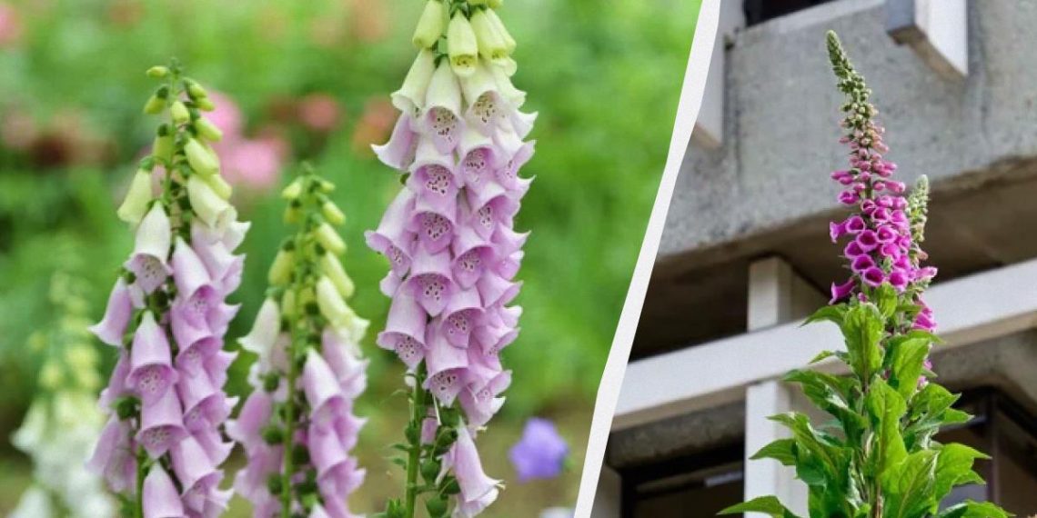 Красива садова квітка – одна з найотрутніших у світі, але вона назавжди змінила медицину