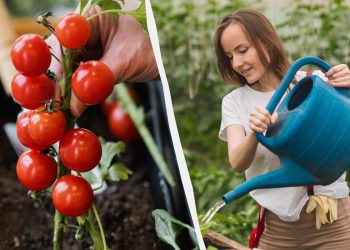 Ця помилка “вбиває” розсаду томатів: скільки води їй потрібно і що означає “сухий полив”