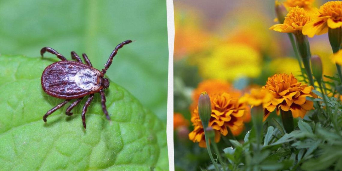 Кліщі втечуть з вашого саду, якщо посадити ці квіти